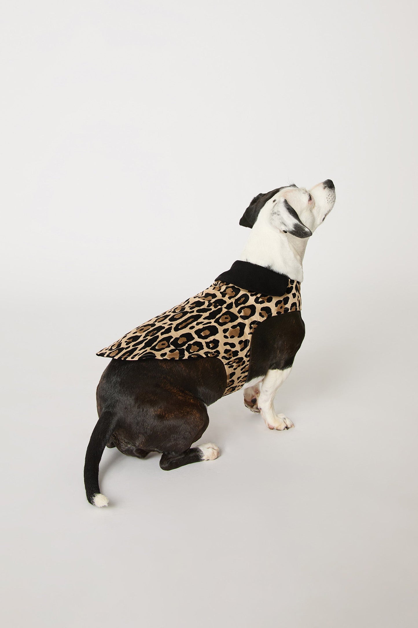 Trina Turk Dog Pajama - Leopard Stripe
