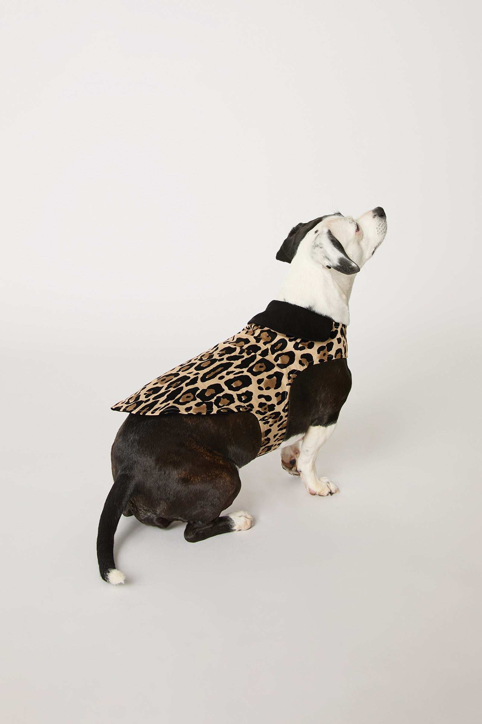 Trina Turk Dog Pajama - Leopard Stripe