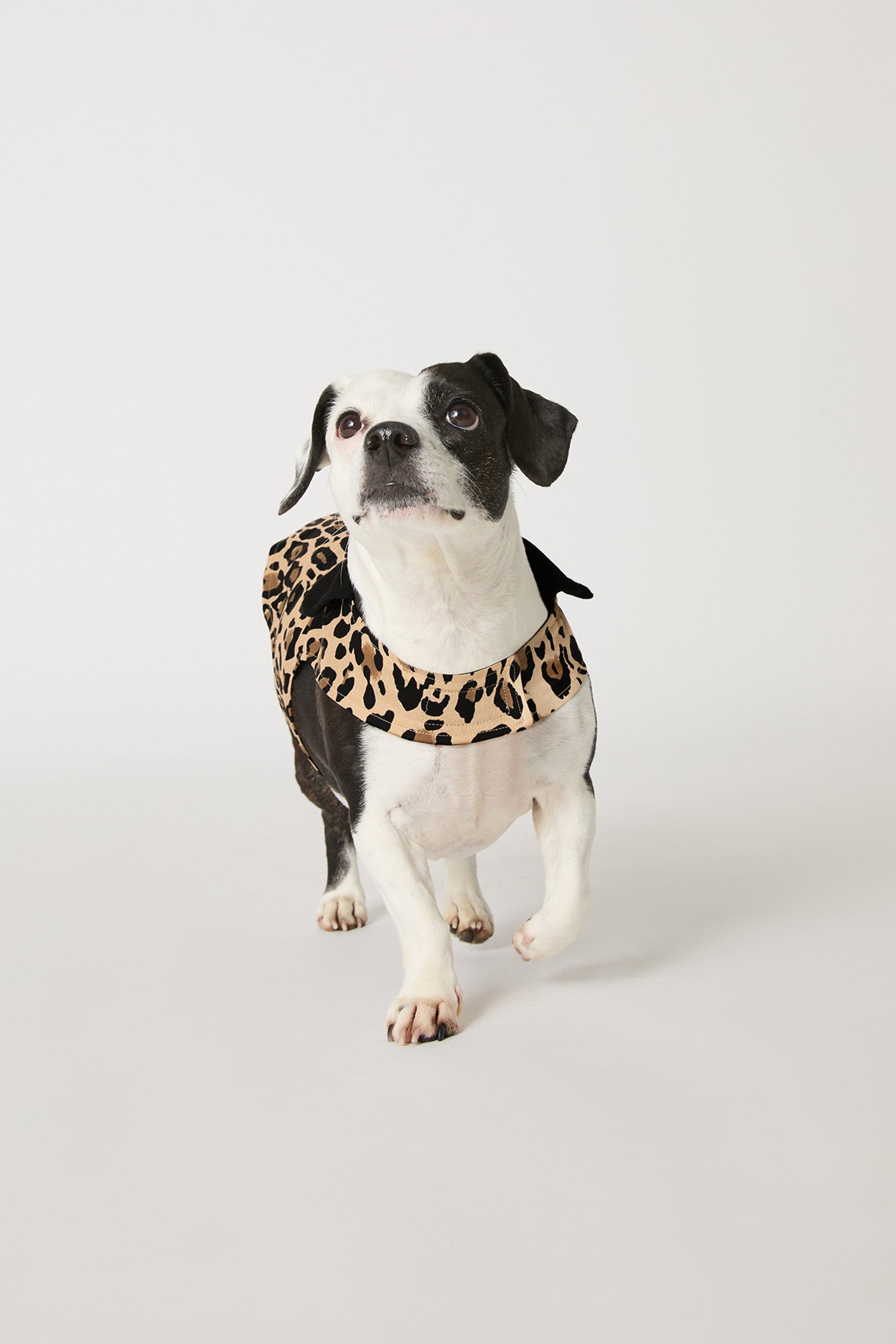 Trina Turk Dog Pajama - Leopard Stripe