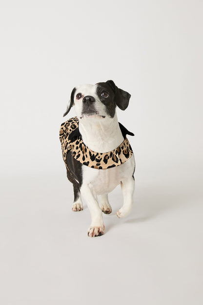 Trina Turk Dog Pajama - Leopard Stripe